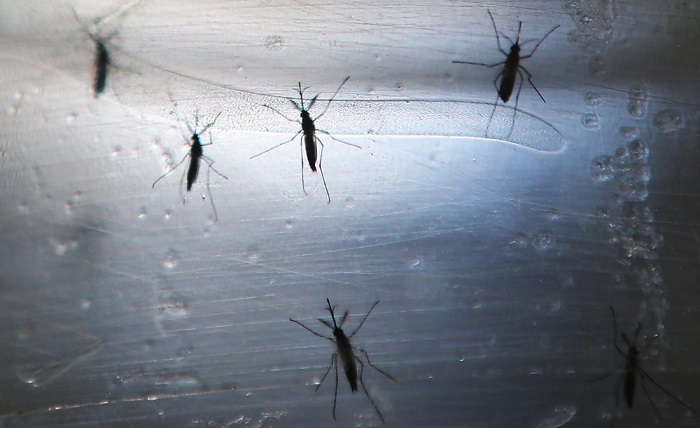 Singapore Zika cases top 150, China steps up arrivals checks